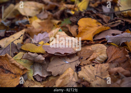 Une image de la couverture morte couverte de feuilles mortes à l'automne Banque D'Images