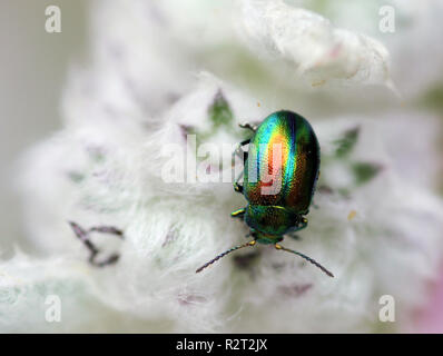 La chrysomèle du superbe (chrysolina fastuosa) Banque D'Images