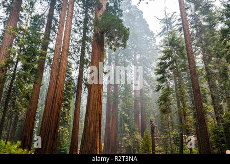 Séquoias Géants de Mariposa Grove, Yosemite National Park, Californie ; la fumée des incendies Ferguson visible dans l'air ; Banque D'Images