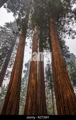 Séquoias Géants de Mariposa Grove, Yosemite National Park, Californie ; la fumée des incendies Ferguson visible dans l'air ; Banque D'Images