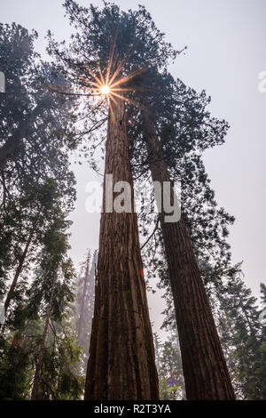 Séquoias Géants de Mariposa Grove, Yosemite National Park, Californie ; la fumée des incendies Ferguson visible dans l'air ; Banque D'Images