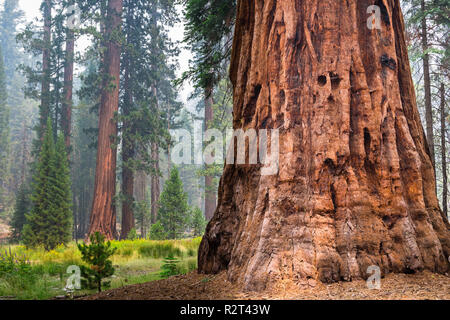 Séquoias Géants de Mariposa Grove, Yosemite National Park, Californie ; la fumée des incendies Ferguson visible dans l'air ; Banque D'Images