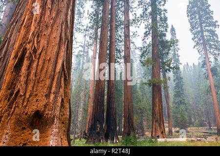 Séquoias Géants de Mariposa Grove, Yosemite National Park, Californie ; la fumée des incendies Ferguson visible dans l'air ; Banque D'Images