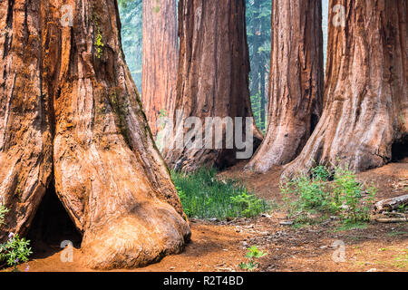 Séquoias Géants de Mariposa Grove, Yosemite National Park, Californie ; la fumée des incendies Ferguson visible dans l'air ; Banque D'Images