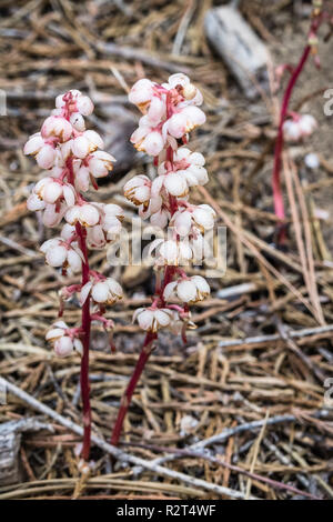 Thé des bois sans feuilles (Pyrola aphylla) fleurissent dans les forêts du Parc National de Yosemite, la Sierra Nevada, en Californie Banque D'Images