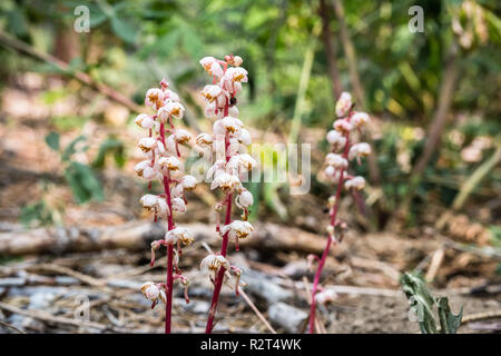 Thé des bois sans feuilles (Pyrola aphylla) fleurissent dans les forêts du Parc National de Yosemite, la Sierra Nevada, en Californie Banque D'Images