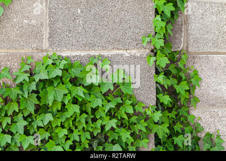 Jardin clôture en pierre faite de blocs de béton mousse et plante verte décorative sur elle, la texture de fond photo Banque D'Images