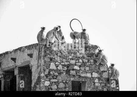 Langurs gris ou les singes Langur Hanuman (Semnopithecus animaux singe) noir & blanc, portrait d'une famille troup assis sur le haut d'un bâtiment en ruine Banque D'Images