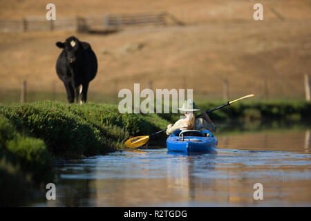 Jeune femme en bleu un kayak passé une vache sur une berge. Banque D'Images