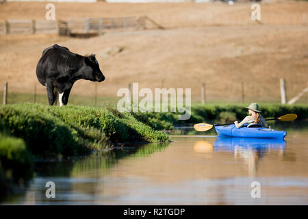 Jeune femme en bleu un kayak passé une vache sur une berge. Banque D'Images