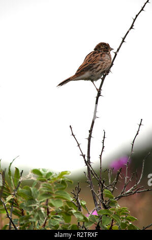 Alouette des champs (Alauda arvensis) Banque D'Images