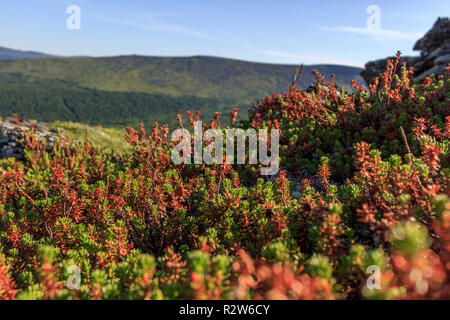 Magnifique paysage de toundra forestière. Les mousses et les branches de plantes naines contre le ciel et les montagnes. Les plantes rampantes à croissance de la heather fa Banque D'Images
