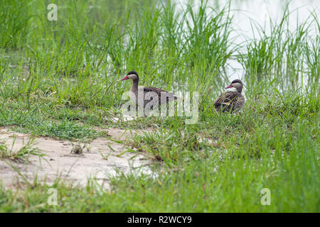 Red-billed Teal, ou Red-billed Canards pilets (Anas erythrorhyncha). Delta de l'Okavango, au Botswana. L'Afrique. Banque D'Images