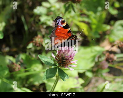 Papillon paon sur le trèfle rouge Banque D'Images