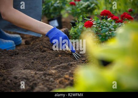 Photo des mains de la plantation d'agronome roses rouges journée d'été sur le jardin Banque D'Images