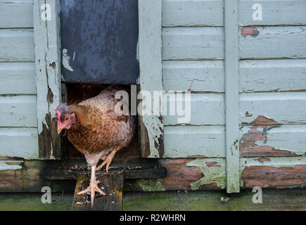 Free Range hen hen sortant de la chambre. Banque D'Images