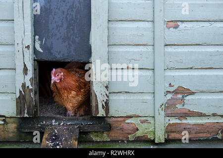 Free Range hen hen sortant de la chambre. Banque D'Images