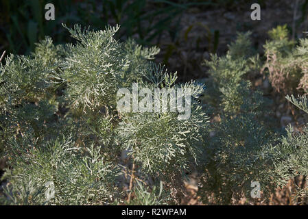 Artemisia arborescens plantes en Sicile Banque D'Images