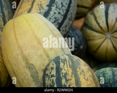 La récolte : Tas de citrouille, courge spaghetti Cucurbita pepo Banque D'Images