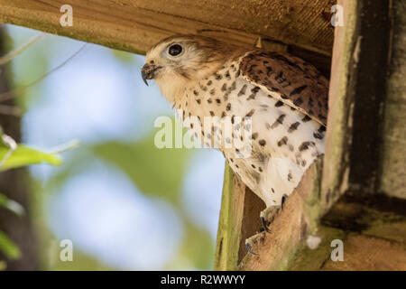 Maurice kestrel Falco punctatus femelle adulte perché à l'entrée de nichoirs artificiels, l'Ile Maurice Banque D'Images