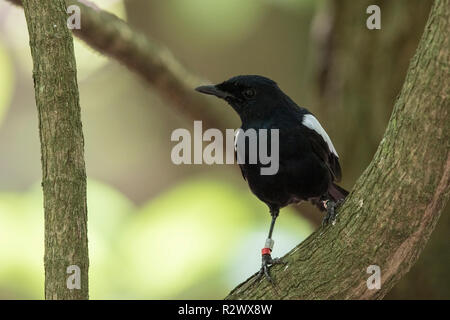 Pie chanteuse des Seychelles Copsychus sechellarum perché sur adultes en direction de la forêt sur l'île Cousin, Seychelles Banque D'Images