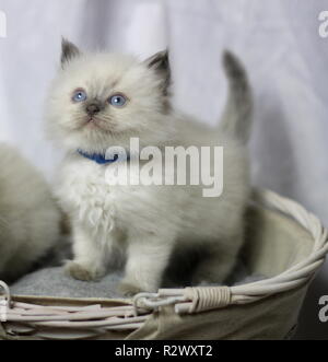 Chatons Ragdoll Banque D'Images