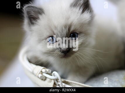 Chatons Ragdoll Banque D'Images