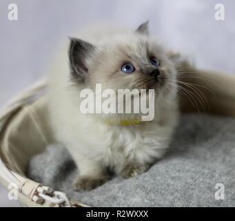 Chatons Ragdoll Banque D'Images