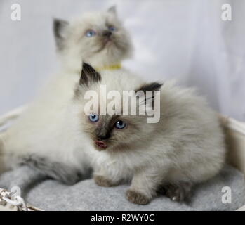 Chatons Ragdoll Banque D'Images