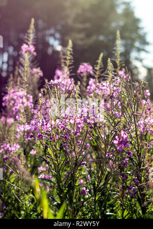 Chamaenerion angustifolium fleurs, également connu sous le nom d'épilobes, grand et rosebay willowherb willowherb, dans la forêt contre le feu. Banque D'Images