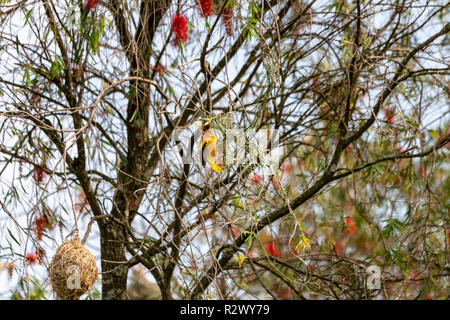 Cape Weaver Bird, Dundee, Eastern Cape, Afrique du Sud Banque D'Images