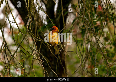 Cape Weaver Bird, Dundee, Eastern Cape, Afrique du Sud Banque D'Images