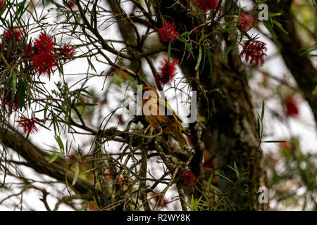 Cape Weaver Bird, Dundee, Eastern Cape, Afrique du Sud Banque D'Images