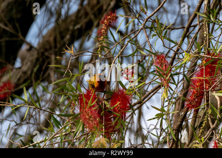 Cape Weaver Bird, Dundee, Eastern Cape, Afrique du Sud Banque D'Images