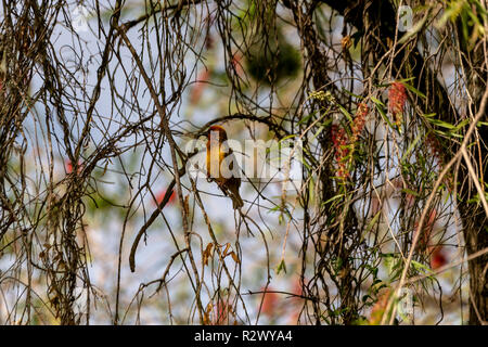 Cape Weaver Bird, Dundee, Eastern Cape, Afrique du Sud Banque D'Images