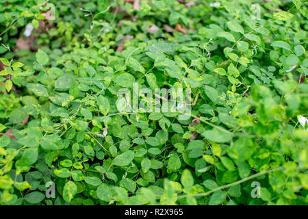 Clitoria ternatea, communément appelé, bluebellvine pigeonwings asiatique bleu, pois, pois, pois papillon cordofan et Darwin pois, est une espèce végétale belongi Banque D'Images