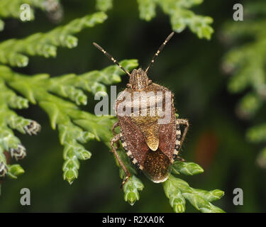 Dolycoris baccarum (Shieldbug poilue) perché sur Lawson Cypress tree. Tipperary, Irlande Banque D'Images