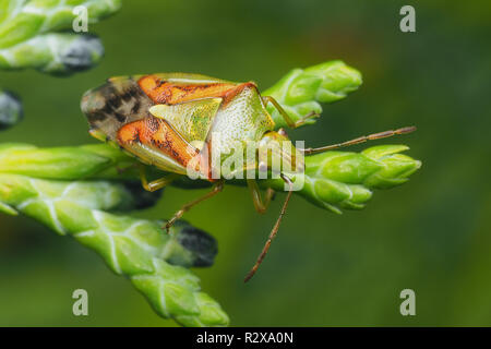 Cyphostethus tristriatus Shieldbug (Juniper) reposant sur Lawson cypress tree. Tipperary, Irlande Banque D'Images