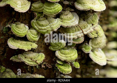 Turquie (champignons queue Trametes versicolor) croissant sur les arbres conifères. Tipperary, Irlande Banque D'Images