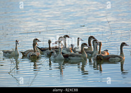 Oies égyptiennes (Alopochen aegyptiacus). Bien connu de la famille. Tôt le matin, la lumière. Groupe très uni réunis sur l'eau, comme une re-instinctif un Banque D'Images