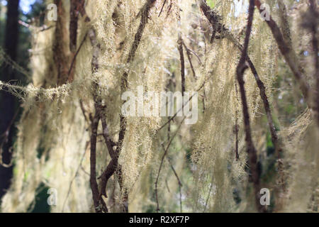 Old dead tree de conifères avec des branches couvertes de mousse poussant dans une forêt. Qui pousse sur les arbres. La particularité de la forêt de la taïga. La mousse sur les branches d'un arbre de près. Banque D'Images