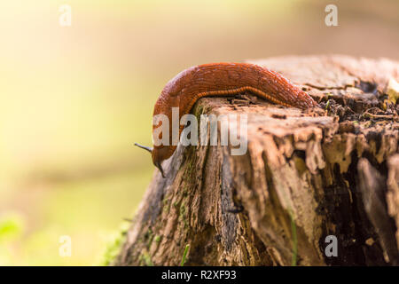 Slug se hisse sur un tronc d'arbre Banque D'Images