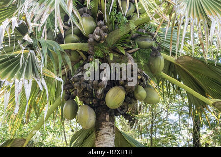 Coco de Mer Lodoicea maldivica montrant plus grande semences et fruits dans le monde entier, Mahe, Seychelles Banque D'Images