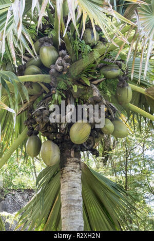 Coco de Mer Lodoicea maldivica montrant plus grande semences et fruits dans le monde entier, Mahe, Seychelles Banque D'Images