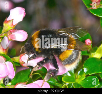 C'est le jardin de bourdons (Bombus hortorum) la collecte de nectar dans le soleil matinal. Banque D'Images