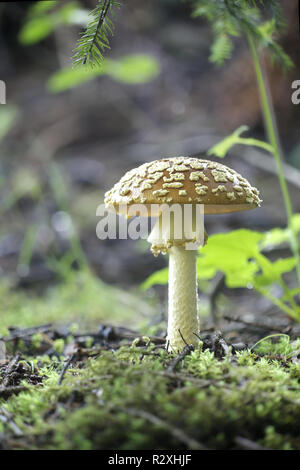 L'Amanita regalis, communément appelé le royal fly agarics ou le roi de Suède Amanita Banque D'Images