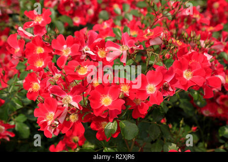 Le rouge et or, les rosiers en fleurs - close up. Banque D'Images