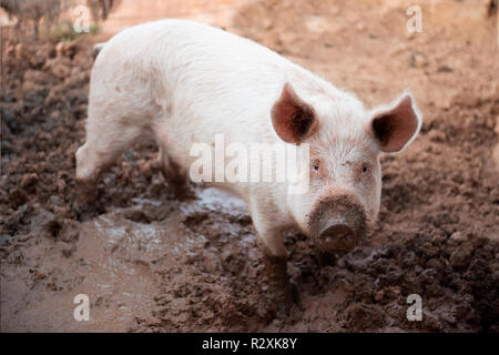 Jeune cochon dans une porcherie avec un museau sale Banque D'Images