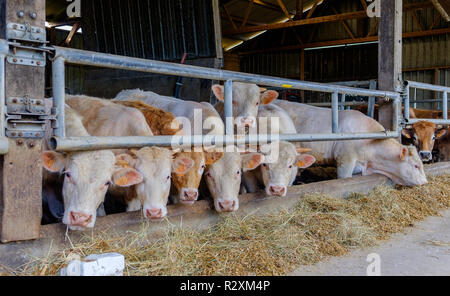 Castré de jeunes taureaux (mouettes) dans une alimentation stable sur le foin et l'ensilage, bétail charolais, Mayenne France Banque D'Images