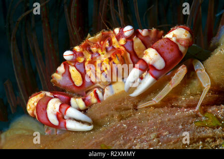 Crabe (Lissocarcinus arlequin laevis) vit avec l'anémone de mer, symbiose, Walindi, Papouasie Nouvelle Guinée Banque D'Images